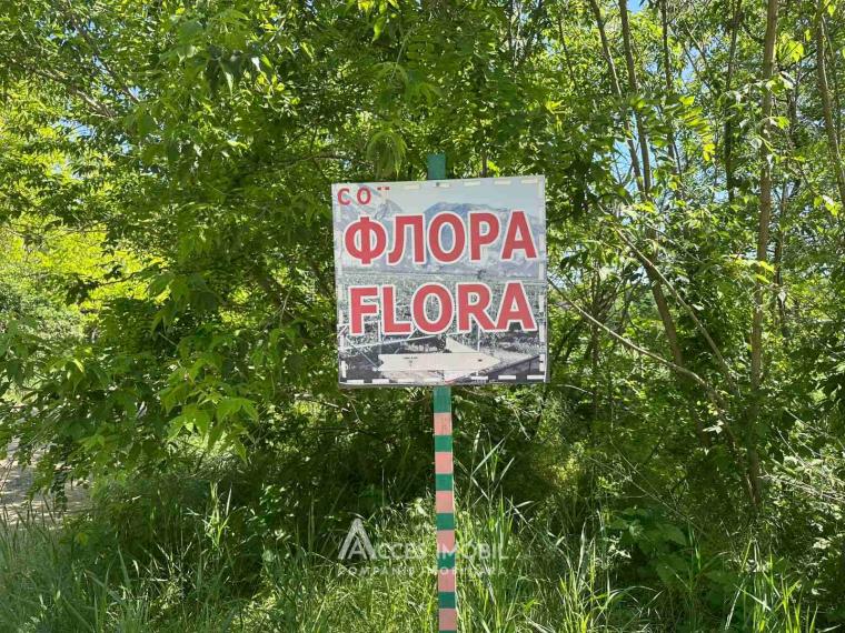 Lot de teren pomicol 6 ari! Pârâta, IP Flora!: 1