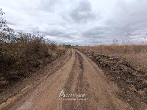 Teren pentru agricultură, 57 ari! Cojușna, str. Combatanților!: 3