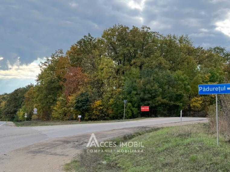 Casă! Dumbrava, str. Pădureț, 80m2 + 6 ari!: 9