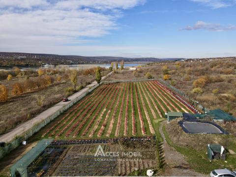 Сельскохозяйственный участок 100 соток! шос. Хынчешть, Данчены!: 2