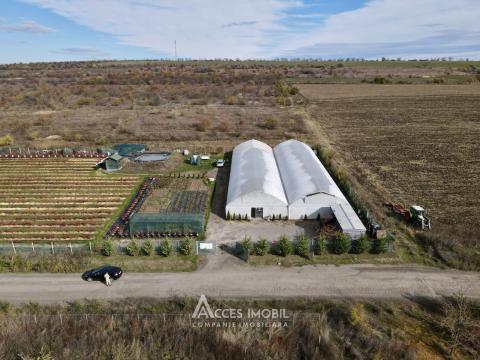 Сельскохозяйственный участок 100 соток! шос. Хынчешть, Данчены!: 3