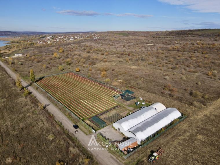 Сельскохозяйственный участок 100 соток! шос. Хынчешть, Данчены!: 4