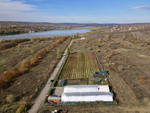 Сельскохозяйственный участок 100 соток! шос. Хынчешть, Данчены!: 5