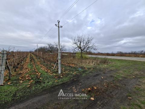 Teren agricol 140 ari! Traseul M5, Drăsliceni!: 1