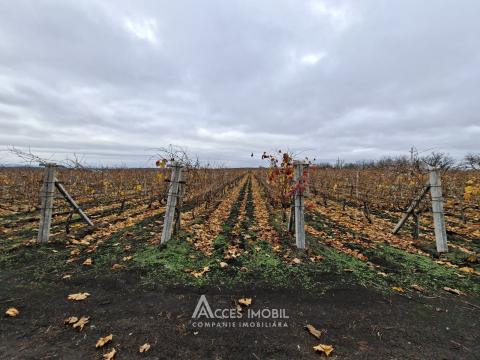 Teren agricol 140 ari! Traseul M5, Drăsliceni!: 2
