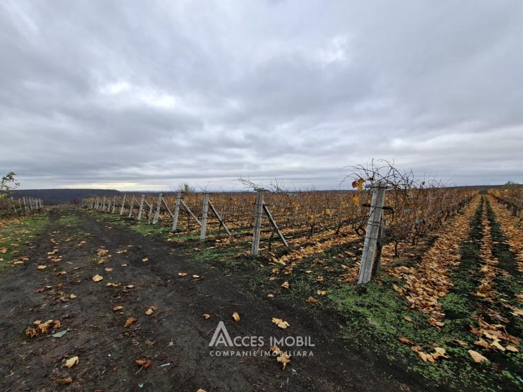 Teren agricol 140 ari! Traseul M5, Drăsliceni!: 3