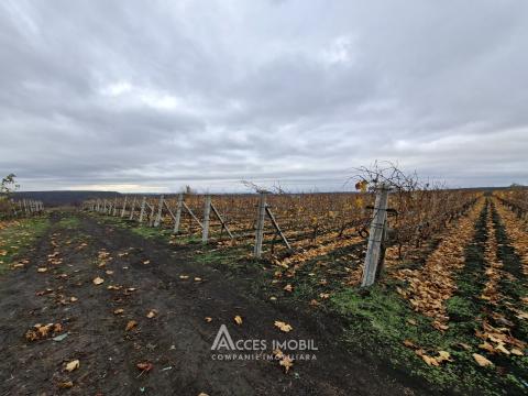 Teren agricol 140 ari! Traseul M5, Drăsliceni!: 3