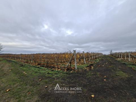 Teren agricol 140 ari! Traseul M5, Drăsliceni!: 4