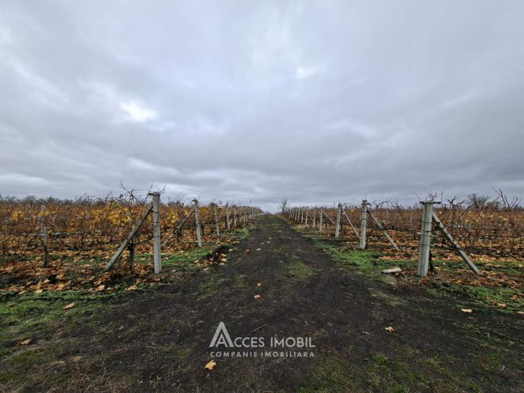 Teren agricol 140 ari! Traseul M5, Drăsliceni!: 5