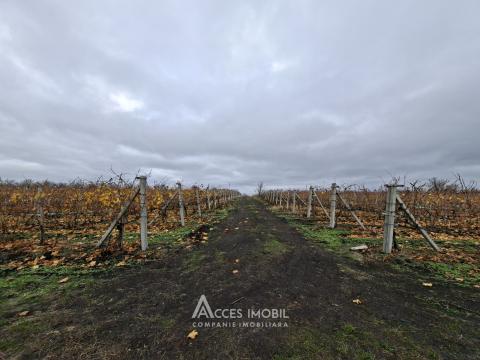 Teren agricol 140 ari! Traseul M5, Drăsliceni!: 5