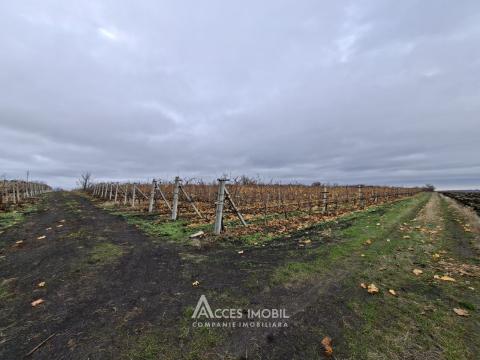 Teren agricol 140 ari! Traseul M5, Drăsliceni!: 6