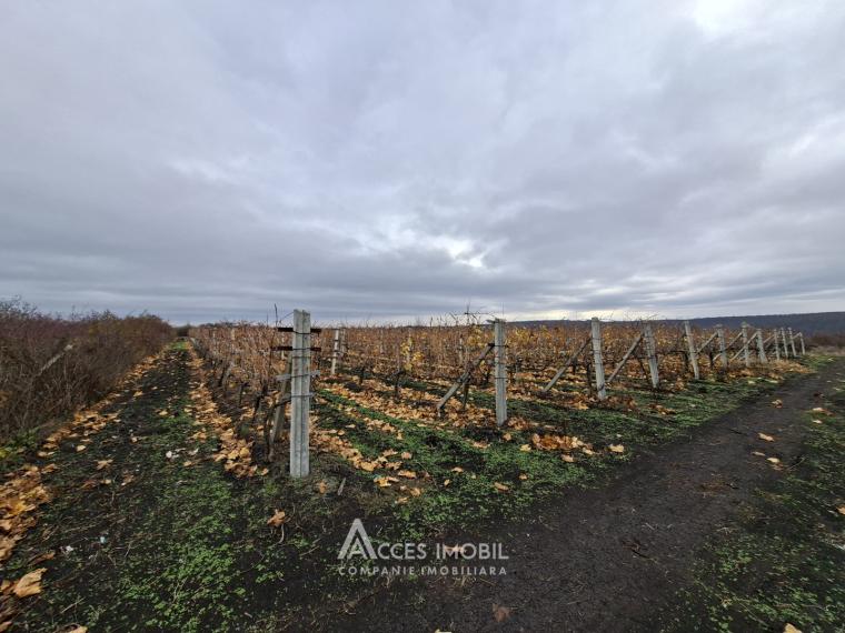 Teren agricol 140 ari! Traseul M5, Drăsliceni!: 7