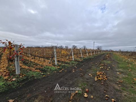 Teren agricol 140 ari! Traseul M5, Drăsliceni!: 8