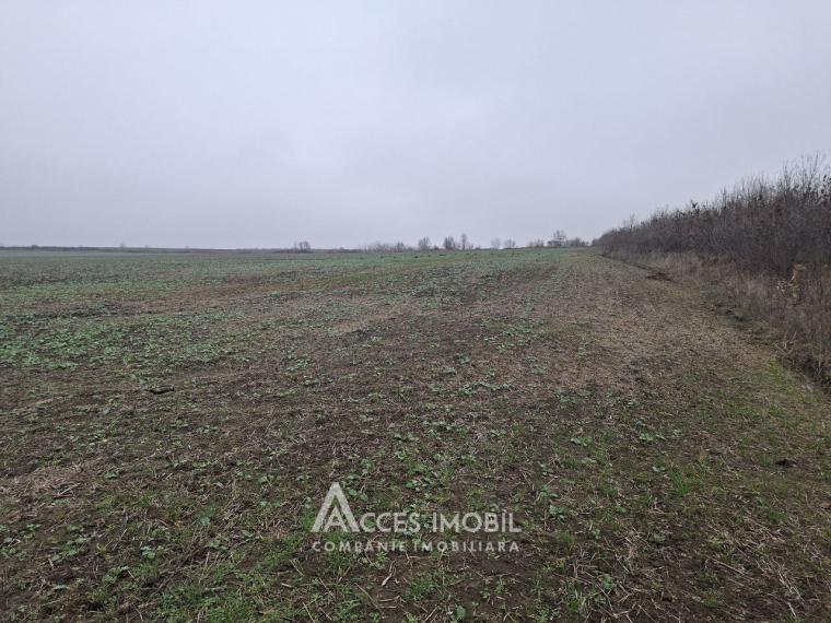 Lot de teren agricol 24 ari! Bubuieci!: 1