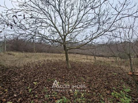 Teren pentru construcții 13 ari. Grătiești, str. Livezilor!: 2