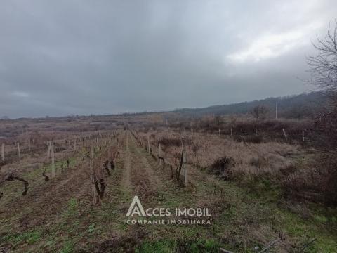 Teren pentru construcții 12 ari! Trușeni, str. Valnova!: 0