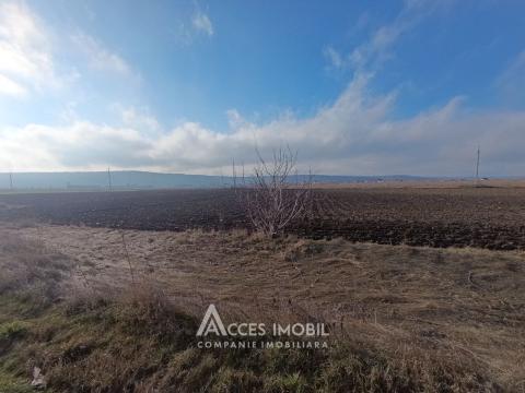 Teren agricol 20 ari! Cojușna, Strășeni!: 0