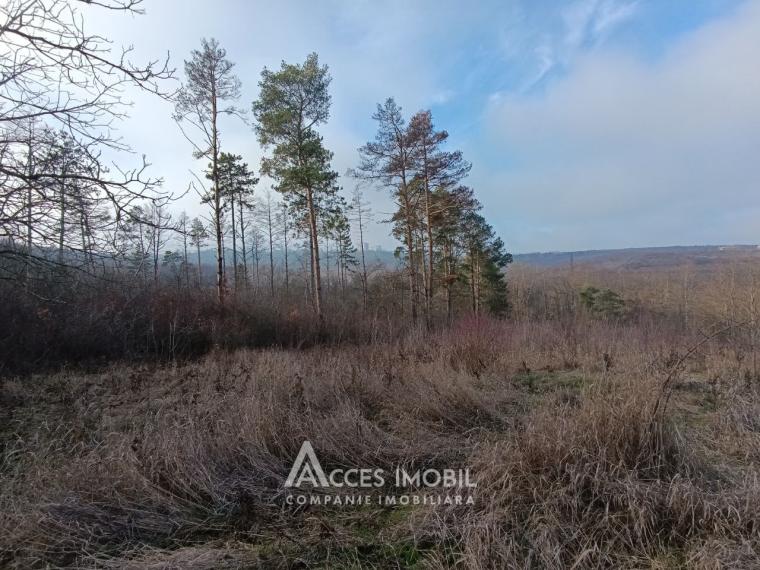 Teren pentru construcții 55 ari, Buiucani, str. Dragomirna!: 1