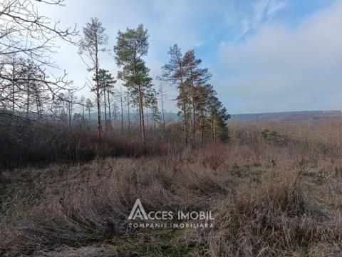 Teren pentru construcții 55 ari, Buiucani, str. Dragomirna!: 1