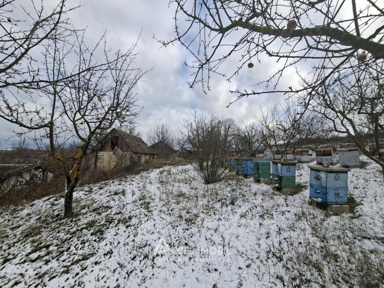 Teren pentru construcție, 42 ari! Brănești, str. Livezilor!: 3