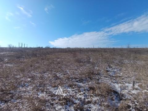 Terenuri de vânzare în Chișinău: Nimoreni, str. Castanilor