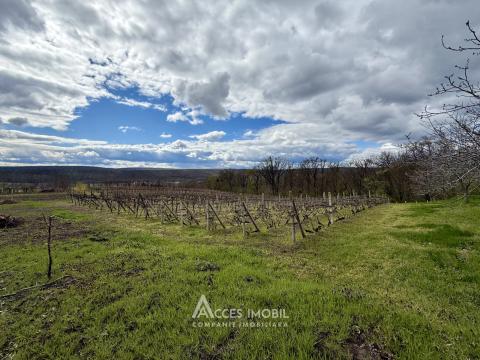 Teren pentru construcție 21.47 ari! Orhei, satul Donici!: 3