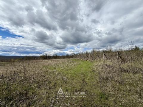 Teren pentru construcție 21.47 ari! Orhei, satul Donici!: 4