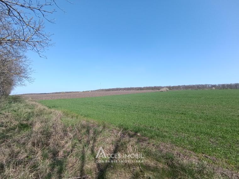 Teren agricol 270 ari, Ivancea, traseul R23!: 1