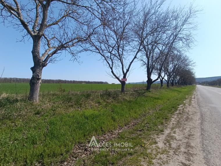 Teren agricol 270 ari, Ivancea, traseul R23!: 3