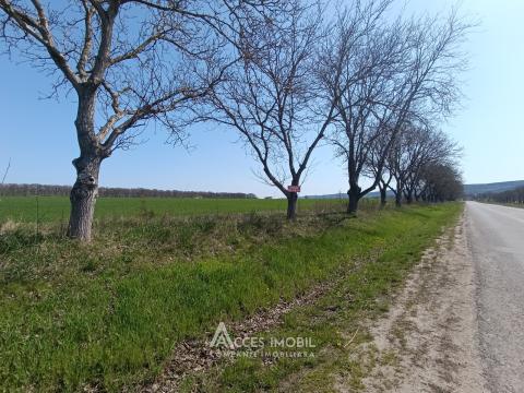 Teren agricol 270 ari, Ivancea, traseul R23!: 3