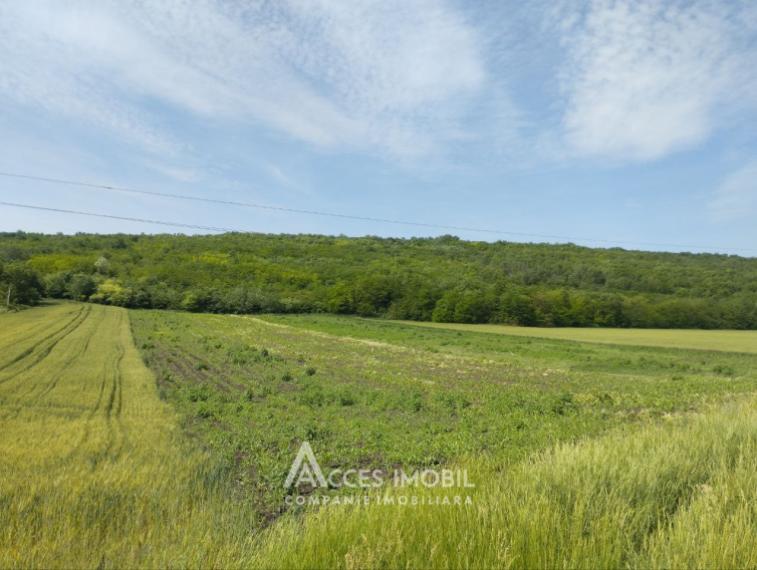 Teren pomicol 17 ari! Buneț, str. Pădurilor!: 1