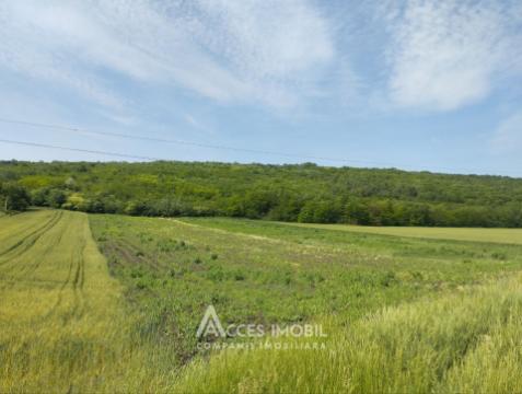 Teren pomicol 17 ari! Buneț, str. Pădurilor!: 1