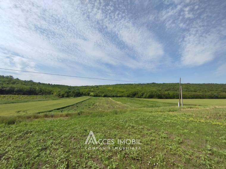 Teren pomicol 17 ari! Buneț, str. Pădurilor!: 2