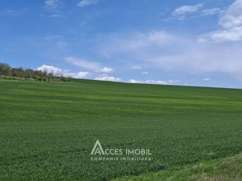 Lot of agricultural land, 238 ares. Outside the city, Colonița!: 1