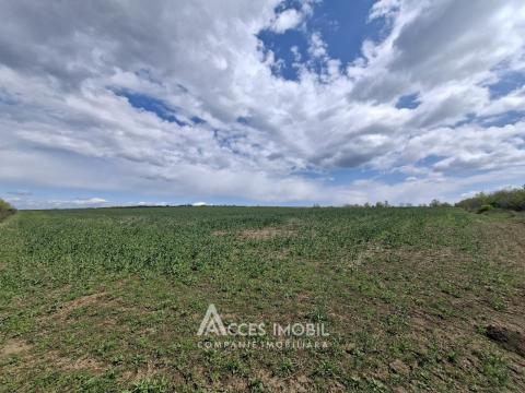 Сельскохозяйственный земельный участок 24 соток! Бубуечь!: 1