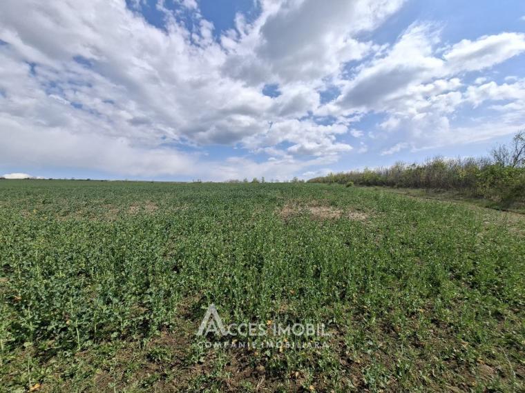 Сельскохозяйственный земельный участок 24 соток! Бубуечь!: 2