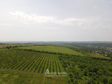 Lot de teren agricol  24 ari! Bubuieci!: 1