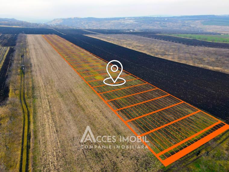 Ореховый сад/Сельскохозяйственная земля площадью 178 акров! Орхей, Похорничены!: 1