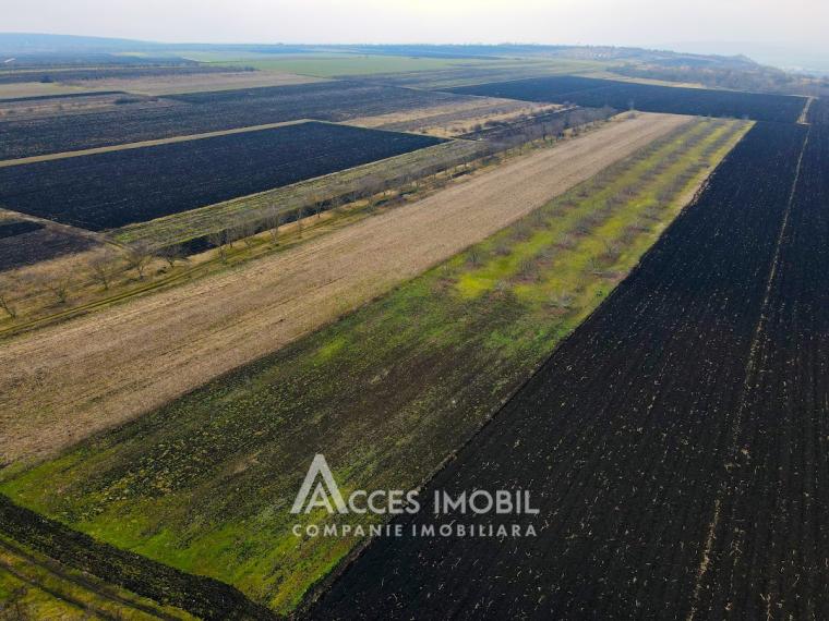 Ореховый сад/Сельскохозяйственная земля площадью 178 акров! Орхей, Похорничены!: 3