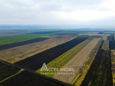 Ореховый сад/Сельскохозяйственная земля площадью 178 акров! Орхей, Похорничены!: 4