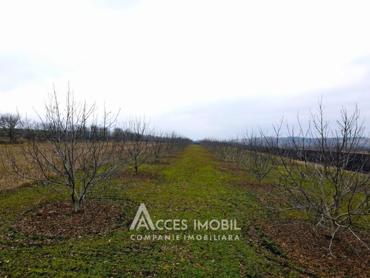 Ореховый сад/Сельскохозяйственная земля площадью 178 акров! Орхей, Похорничены!: 5