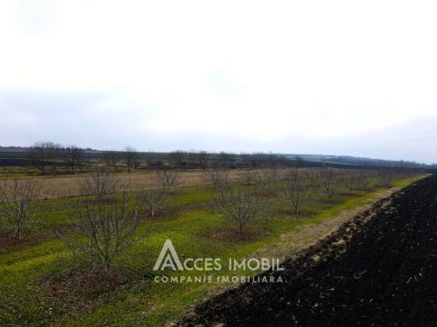 Ореховый сад/Сельскохозяйственная земля площадью 178 акров! Орхей, Похорничены!: 6