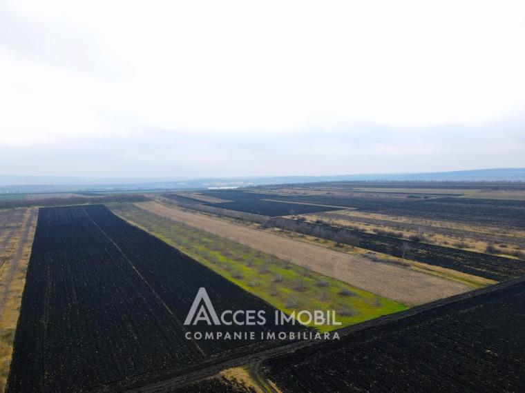 Ореховый сад/Сельскохозяйственная земля площадью 178 акров! Орхей, Похорничены!: 7