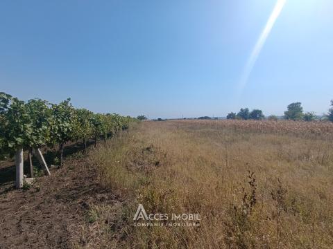 Teren pomicol 14 ari, Băcioi, str. L459!: 0