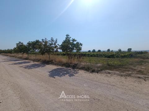 Teren pomicol 14 ari, Băcioi, str. L459!: 3