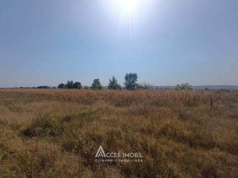 Teren pomicol 14 ari, Băcioi, str. L459!: 1