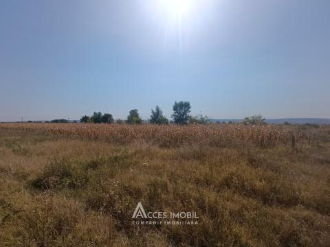 Teren pomicol 14 ari, Băcioi, str. L459!: 1