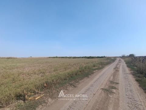 Teren pomicol 16 ari, Băcioi, str. Plugarilor!: 0