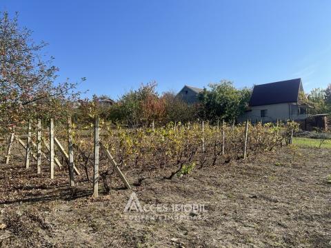 Teren grădină/pomicol 6 ari! Suruceni, str. IP Struguras!: 0