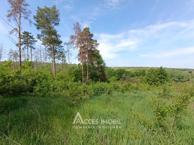 Teren pentru construcții 55 ari, Buiucani, str. Dragomirna!: 2